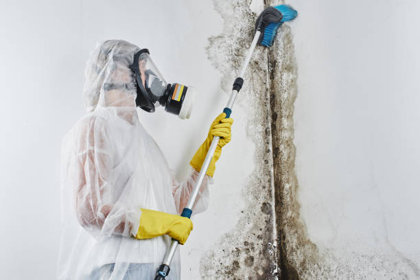 Environmental Consulting for Mold Prevention in Los Chaves, NM